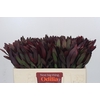 Leucadendron Saf Sunset Dark R.