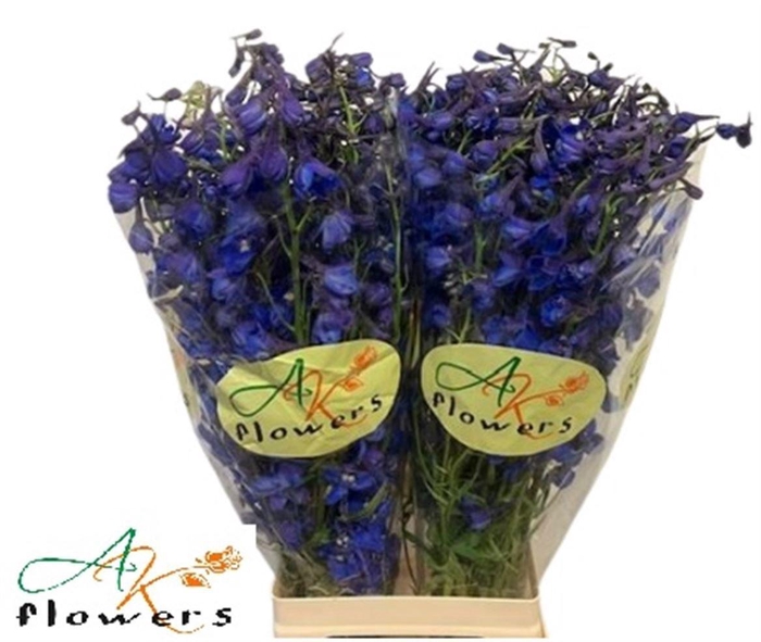 <h4>DELPH EN DONNA</h4>