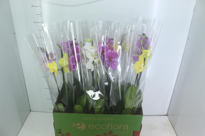 <h4>PHALAENOPSIS MIX P12</h4>