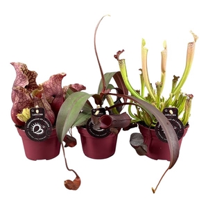 Vleesetende planten mix | 3 Nepenthes, 3 Sarracenia