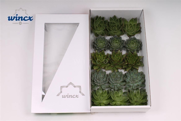 Echeveria Green Mix (wincx) Cutfl (5 Spcs)