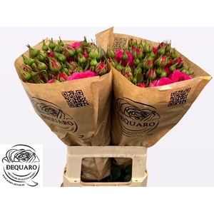 R TR BARONE FREILAND