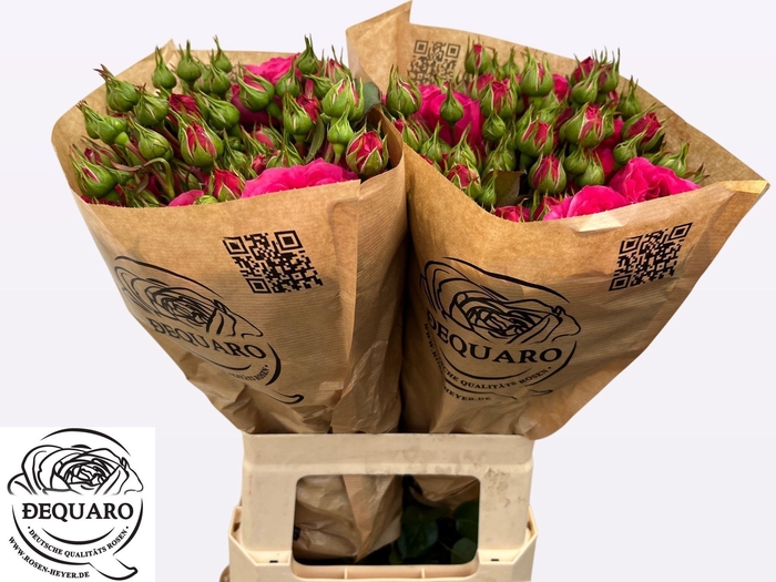 <h4>R TR BARONE FREILAND</h4>