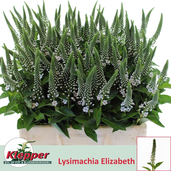 <h4>LYSIM ELISABETH</h4>
