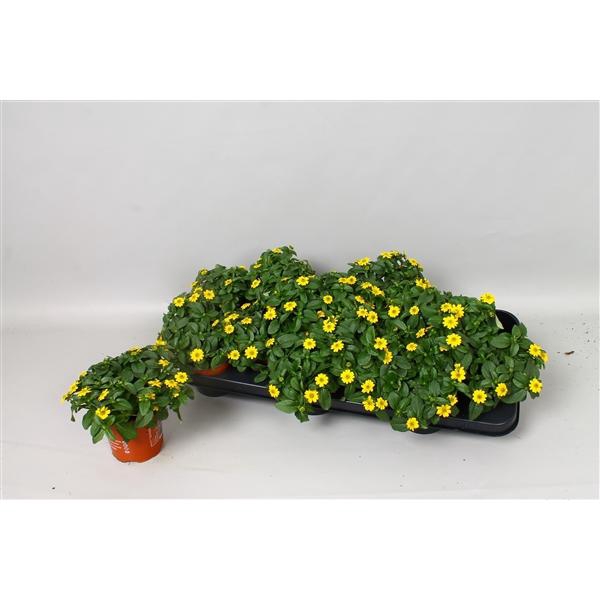 <h4>Sanvitalia 'Yellow Beauty'</h4>