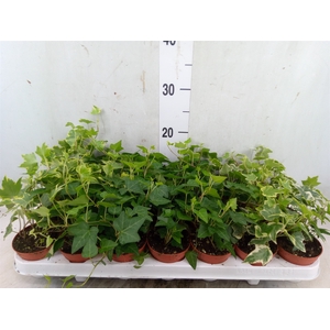 Hedera   ...mix