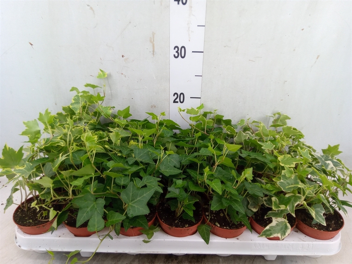 <h4>Hedera   ...mix</h4>