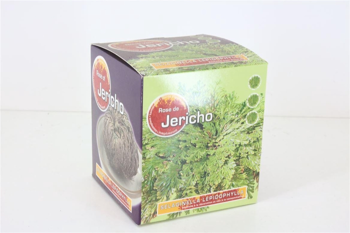 <h4>Droog Roos Van Jericho</h4>