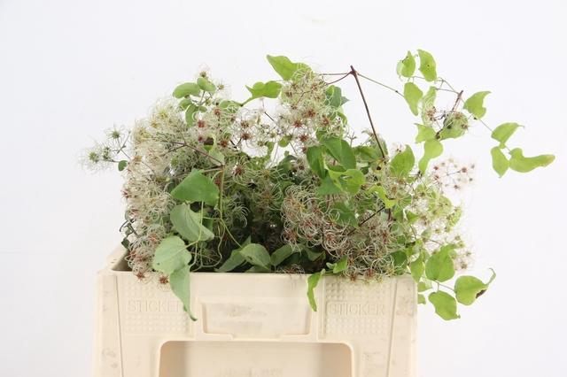 <h4>CLEMATIS VITALBA 040CM</h4>