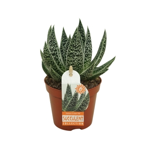 Gasteria