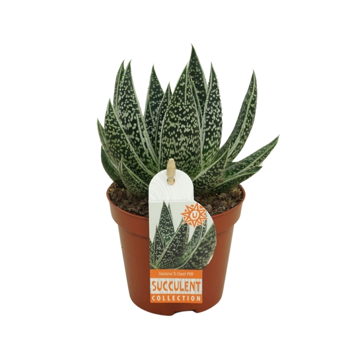 <h4>Gasteria</h4>