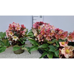Helleborus ericsmithii Pink Frost 19Ø 40cm 40fl