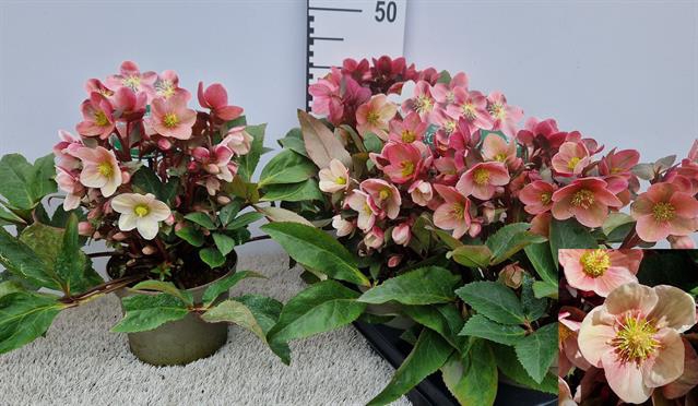 Helleborus ericsmithii Pink Frost 19Ø 40cm 40fl