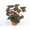 Heuchera  'Purple Petticoats'