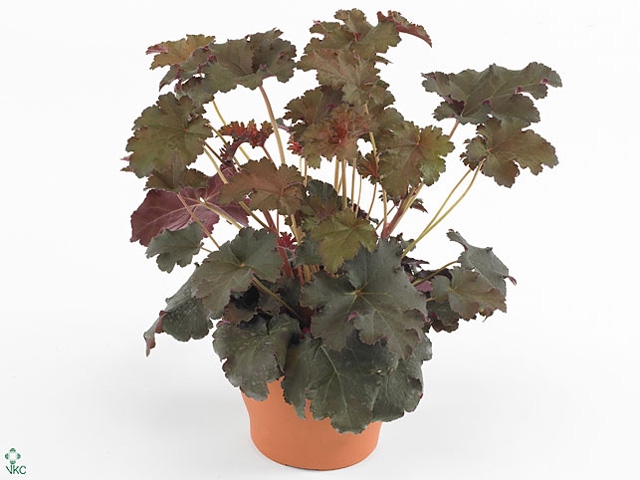 Heuchera  'Purple Petticoats'