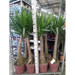 Yucca elephantipes   ...