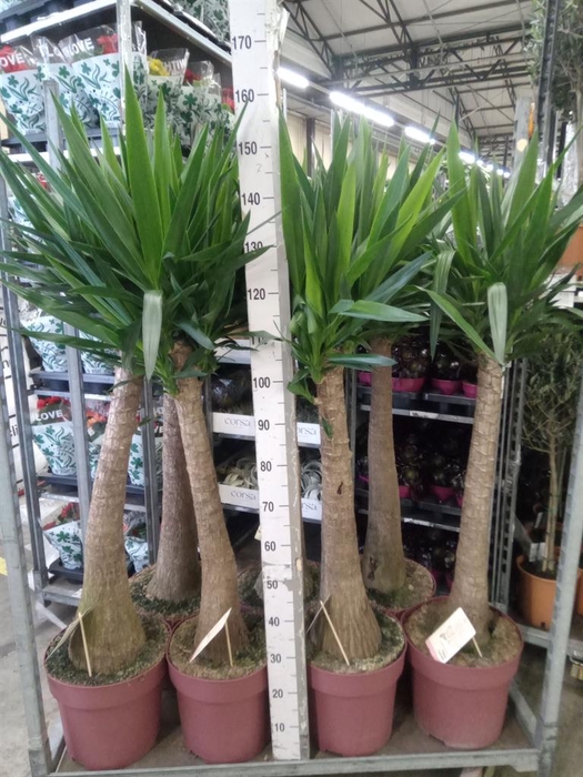 <h4>Yucca elephantipes   ...</h4>