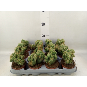 Cereus per. 'Monstrosus'