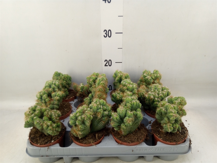 <h4>Cereus per. 'Monstrosus'</h4>