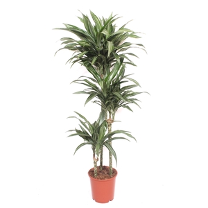 Dracaena fr de 'Ulises'