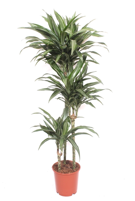<h4>Dracaena fr de 'Ulises'</h4>