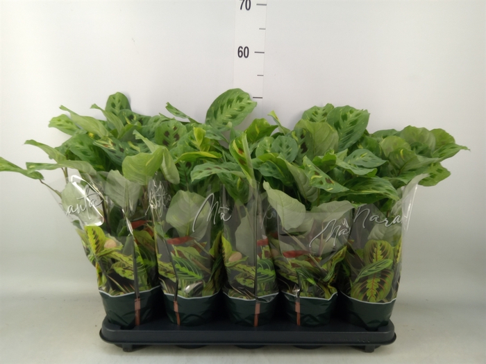 <h4>Maranta leuc. 'Fiesta'</h4>