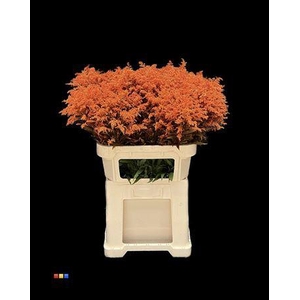 Solidago Orange 80cm