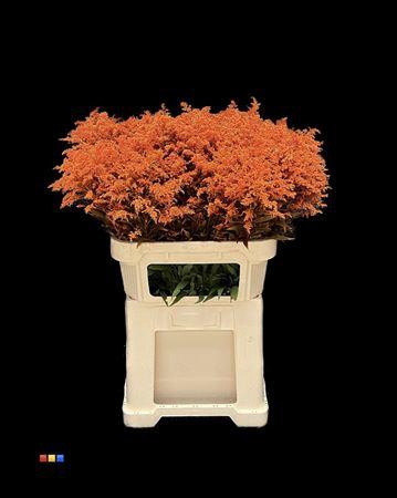 <h4>Solidago Orange 80cm</h4>