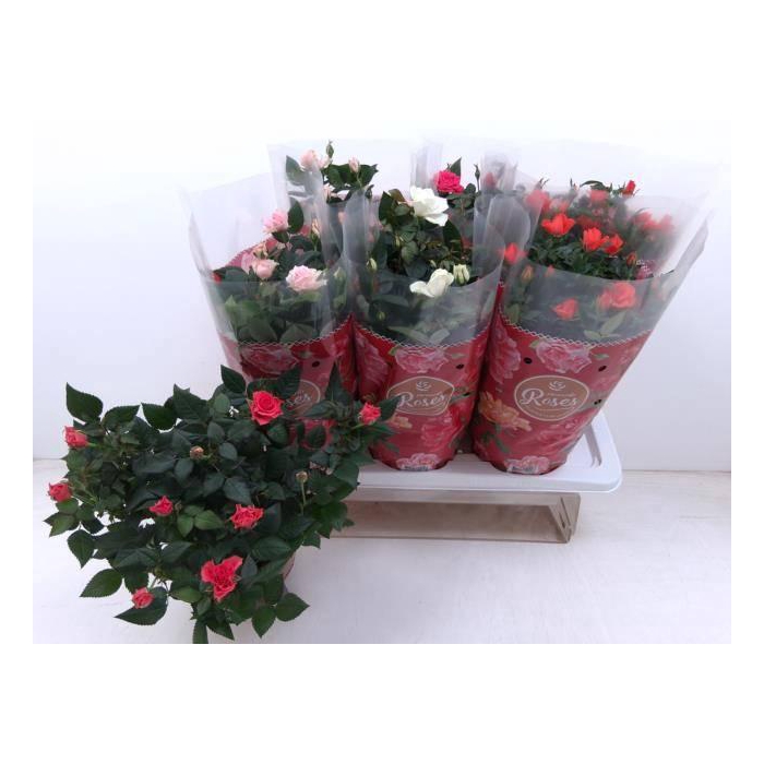 <h4>RO FAV RO GEM 5 SRT</h4>