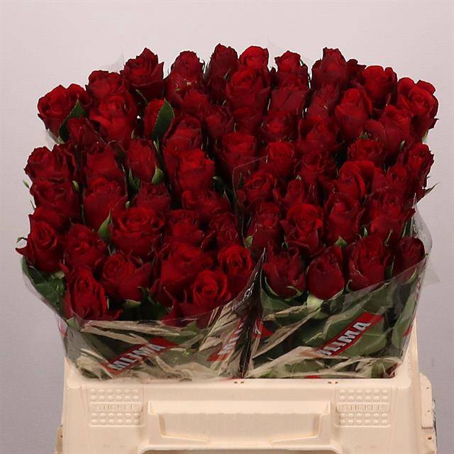 <h4>Rosa large upper class</h4>