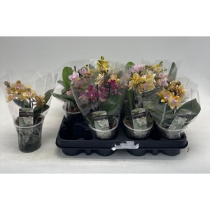 PHAL GEM