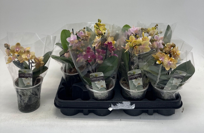 <h4>PHAL GEM</h4>