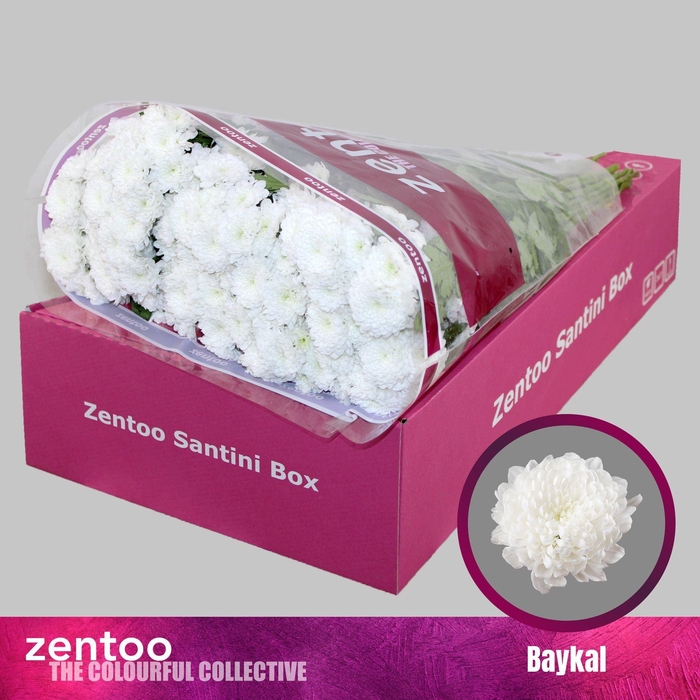 <h4>Chrysanthemum SA 'Baykal'</h4>