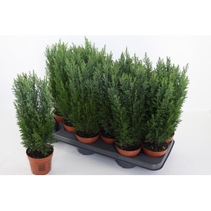 Chamaecyparis law. Ellwoodii