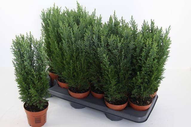 <h4>CHAM ELLWOODII P10.5</h4>