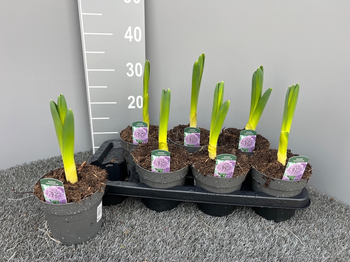 <h4>ALLI GIGANTEUM</h4>