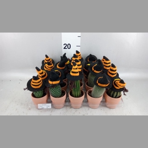Cactus   ...mix