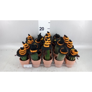 Cactus   ...mix
