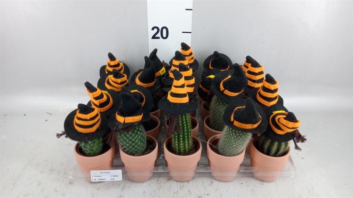 <h4>Cactus   ...mix</h4>