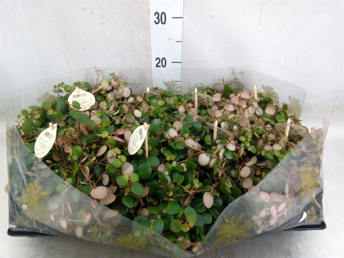 <h4>Peperomia  'Pepperspot'</h4>
