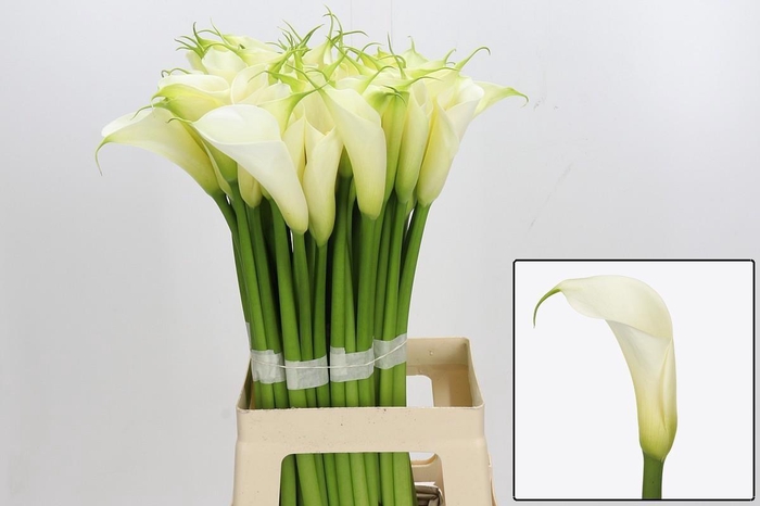 <h4>ZANT AE EYD WHITE</h4>