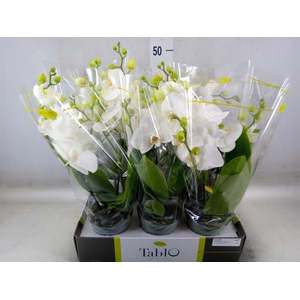 Phalaenopsis   ...white