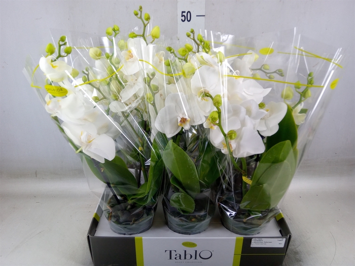 <h4>Phalaenopsis   ...white</h4>