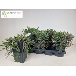 SENEC H PURPLE FLUSH