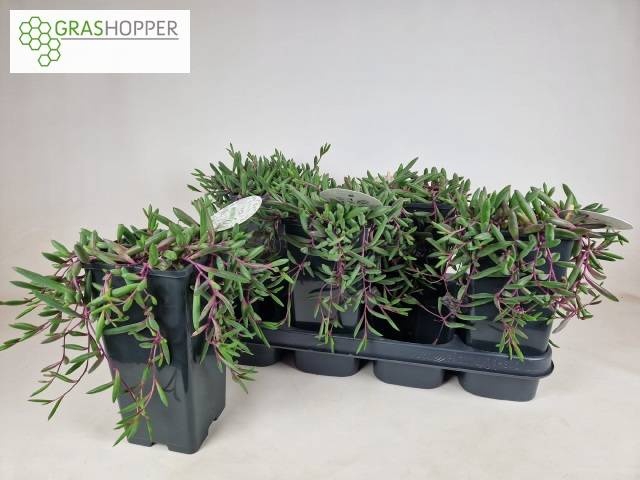 <h4>SENEC H PURPLE FLUSH</h4>