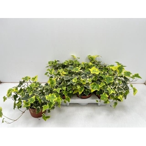 Hedera helix Goldchild 13Ø 30cm