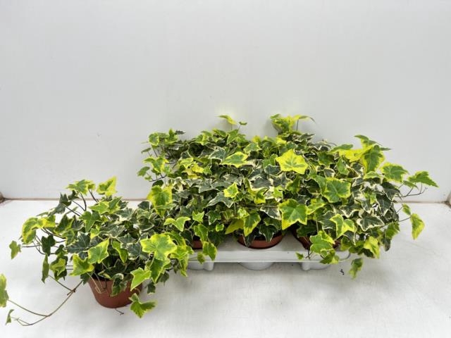 Hedera helix Goldchild 13Ø 30cm