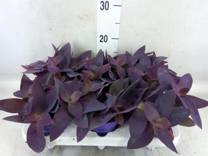<h4>Tradescantia   ...</h4>