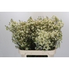 Chamelaucium Ivory Pearl