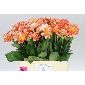 Dahlia Hapet Harmony